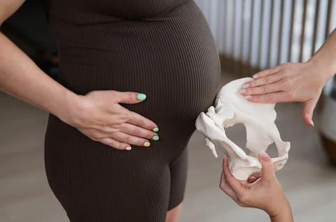 Doula explains the process of childbirth on a sample of the pelvis of a pregnant Stock Photos