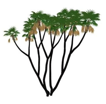 Doum, doom palm or gingerbread tree, hyphaene thebaica - 3D render Stock Illustration