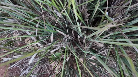 Doum Palm Stock Footage 328642172