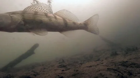 Douro river fish portugal Stock Footage 157334241