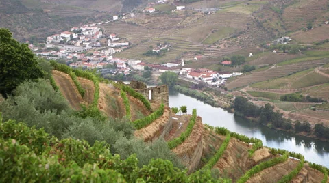 Douro valley vineyards Stock Footage 34333401