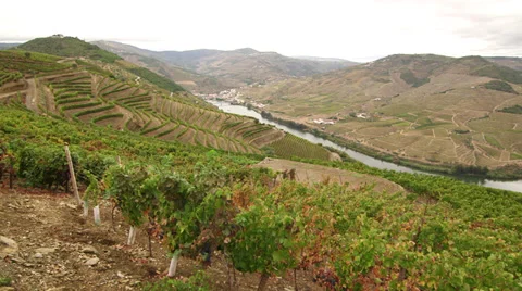 Douro valley vineyards Video stock 34335776