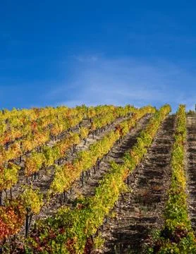 Douro Vineyards Stock Photos