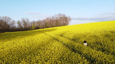 Doux Matin, Champ de Colza : Sujet Féminin sous Lumière Dorée Stock Footage 253624399