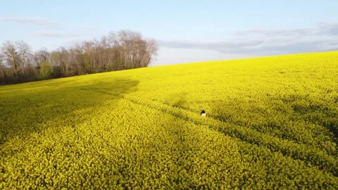 Doux Matin, Champ de Colza : Sujet Féminin sous Lumière Dorée Stock Footage 253624472