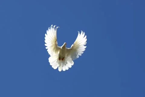 Dove in the air Stock Photos