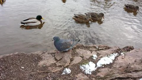 Dove and ducks 写真素材