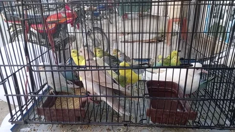 Dove and Parrots exist inside a cage Stock Footage 161723732