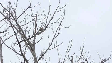 Dove and trees dry, hd video Stock Footage 80675136