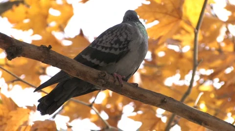 Dove on bare branch Video stock 1016253