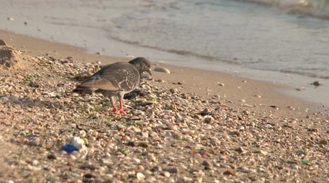 Dove on the beach Stock Footage 45490506