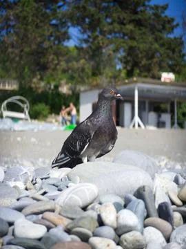 Dove on the beach Stock Photos