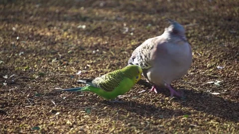 A Dove being harassed by a budgie Stock Footage 267601660