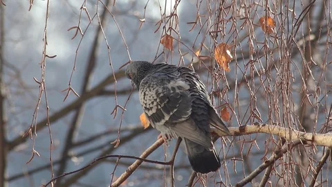Dove on a birch branch. Bird on tree. Stock Footage 99188973