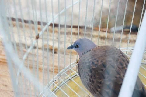 Dove Bird 1 Foto stock