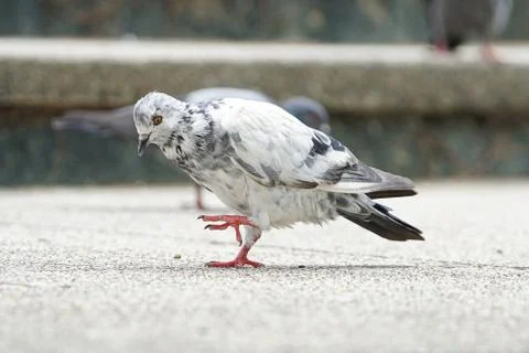 Dove bird close up zoom sharp high quality Stock Photos