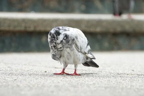 Dove bird close up zoom sharp high quality Stock Photos
