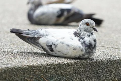 Dove bird close up zoom sharp high quality Stock Photos