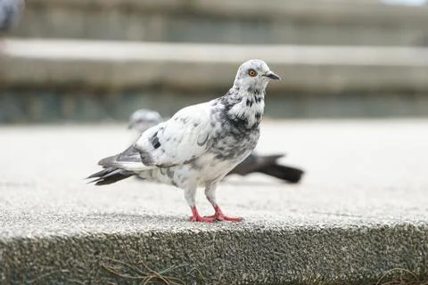 Dove bird close up zoom sharp high quality Stock Photos