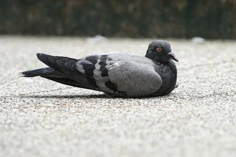 Dove bird close up zoom sharp high quality Stock Photos