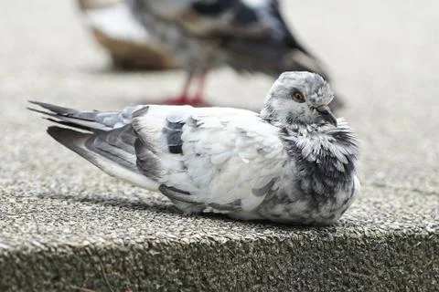 Dove bird close up zoom sharp high quality Stock Photos