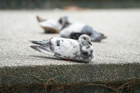 Dove bird close up zoom sharp high quality Stock Photos