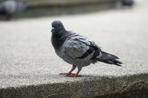 Dove bird close up zoom sharp high quality Stock Photos