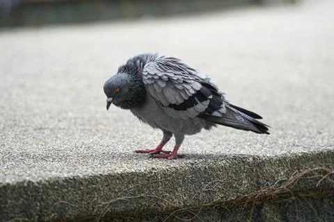 Dove bird close up zoom sharp high quality Stock Photos