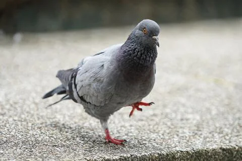 Dove bird close up zoom sharp high quality Stock Photos