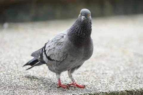 Dove bird close up zoom sharp high quality Stock Photos