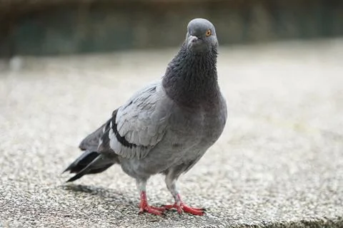 Dove bird close up zoom sharp high quality Stock Photos