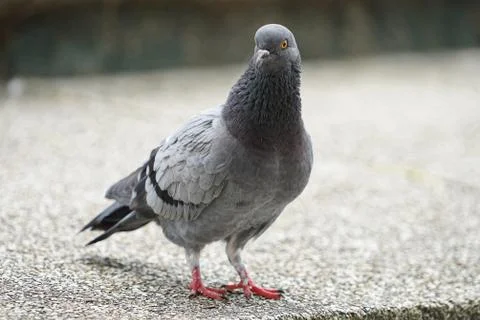 Dove bird close up zoom sharp high quality Stock Photos