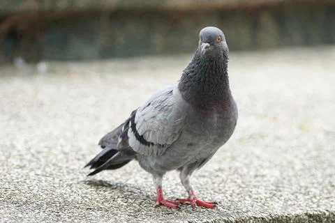 Dove bird close up zoom sharp high quality Stock Photos