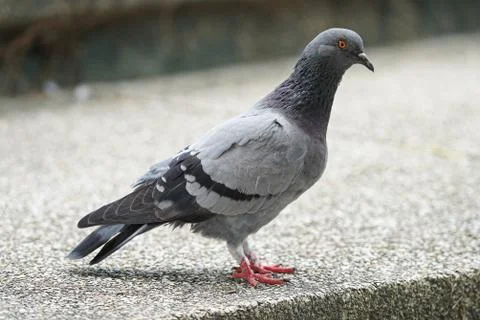 Dove bird close up zoom sharp high quality Stock Photos