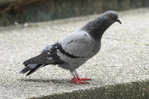 Dove bird close up zoom sharp high quality Stock Photos