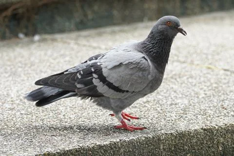 Dove bird close up zoom sharp high quality Stock Photos