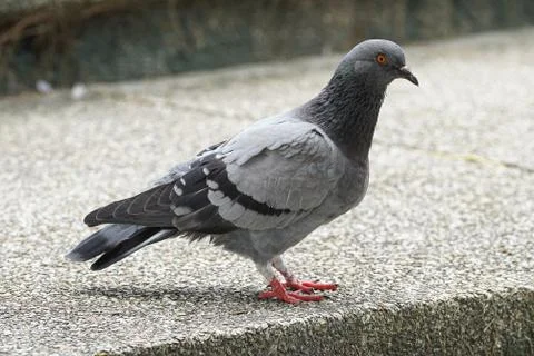 Dove bird close up zoom sharp high quality Stock Photos