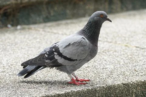 Dove bird close up zoom sharp high quality Stock Photos