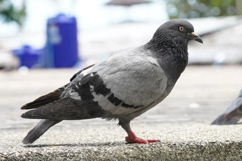 Dove bird close up zoom sharp high quality Stock Photos