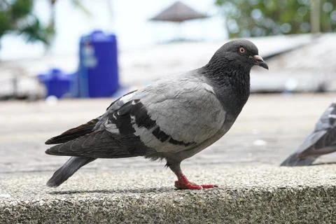 Dove bird close up zoom sharp high quality Stock Photos