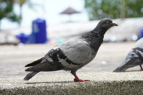 Dove bird close up zoom sharp high quality Stock Photos