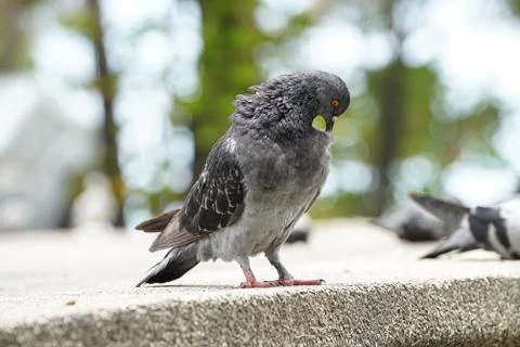 Dove bird close up zoom sharp high quality Stock Photos