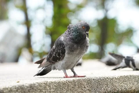 Dove bird close up zoom sharp high quality Stock Photos