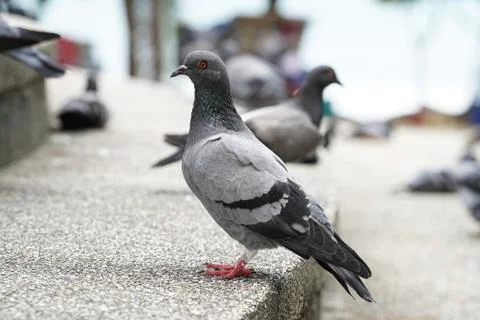Dove bird close up zoom sharp high quality Stock Photos