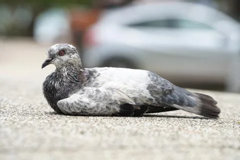 Dove bird close up zoom sharp high quality Stock Photos