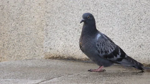 Dove Bird Stock Footage 50858709