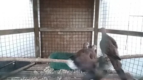 DOVE BIRD Stock Footage 255959783