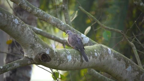 Dove Bird Perched on Tree Branch in 4K Stock Footage 298287779