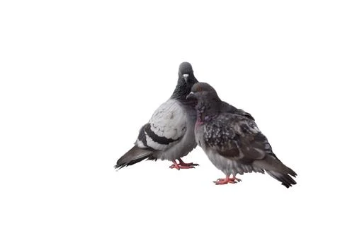 Dove, bird Stockfoto's