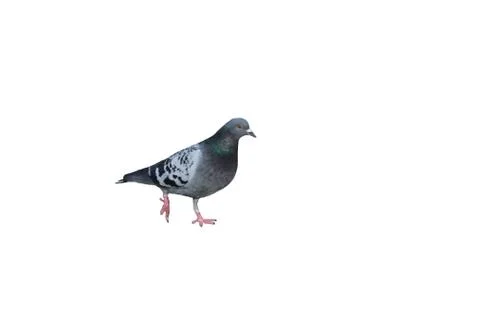 Dove, bird Stockfoto's